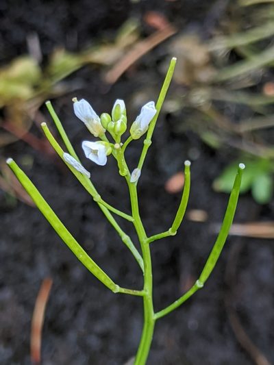 Cardamine breweri, photographed by Alex Heyman