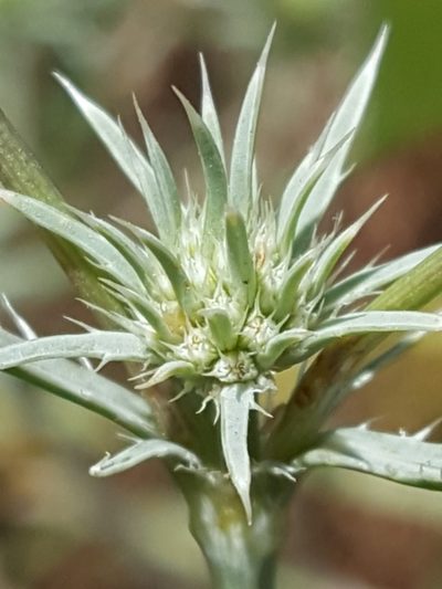 Eryngium petiolatum, photographed by Alex Abair