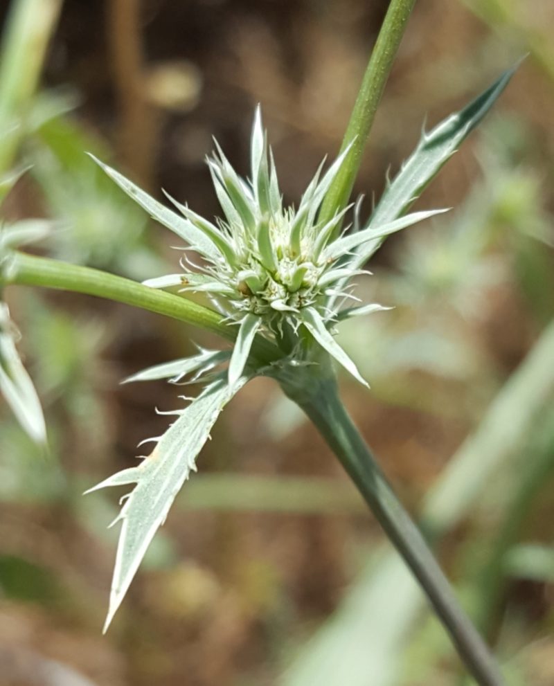 Eryngium petiolatum, photographed by Alex Abair