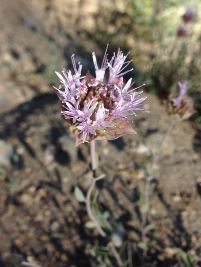 Monardella linoides, photographed by Adam J. Searcy
