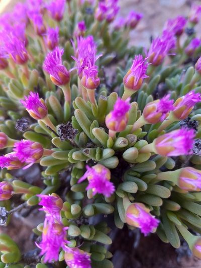 Antimima piscodora, photographed by kevin koen