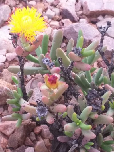 Hereroa aspera, photographed by kevin koen