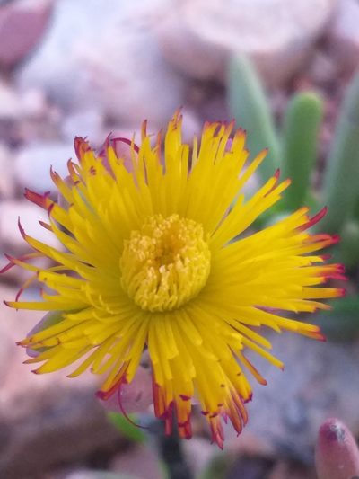 Hereroa aspera, photographed by kevin koen