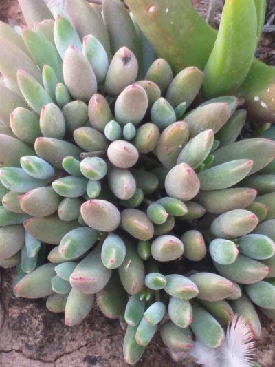 Cotyledon papillaris, photographed by kevin koen