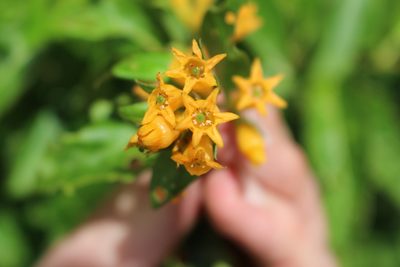 Cestrum aurantiacum, photographed by Jake Rehage