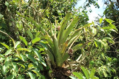 Aechmea mariae-reginae, photographed by Jake Rehage