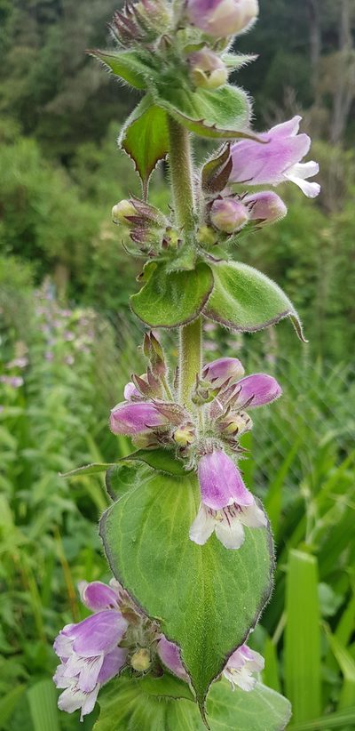 Penstemon perfoliatus, photographed by Eugenio Padilla