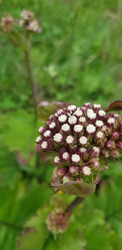 Psacalium amplifolium, photographed by Eugenio Padilla