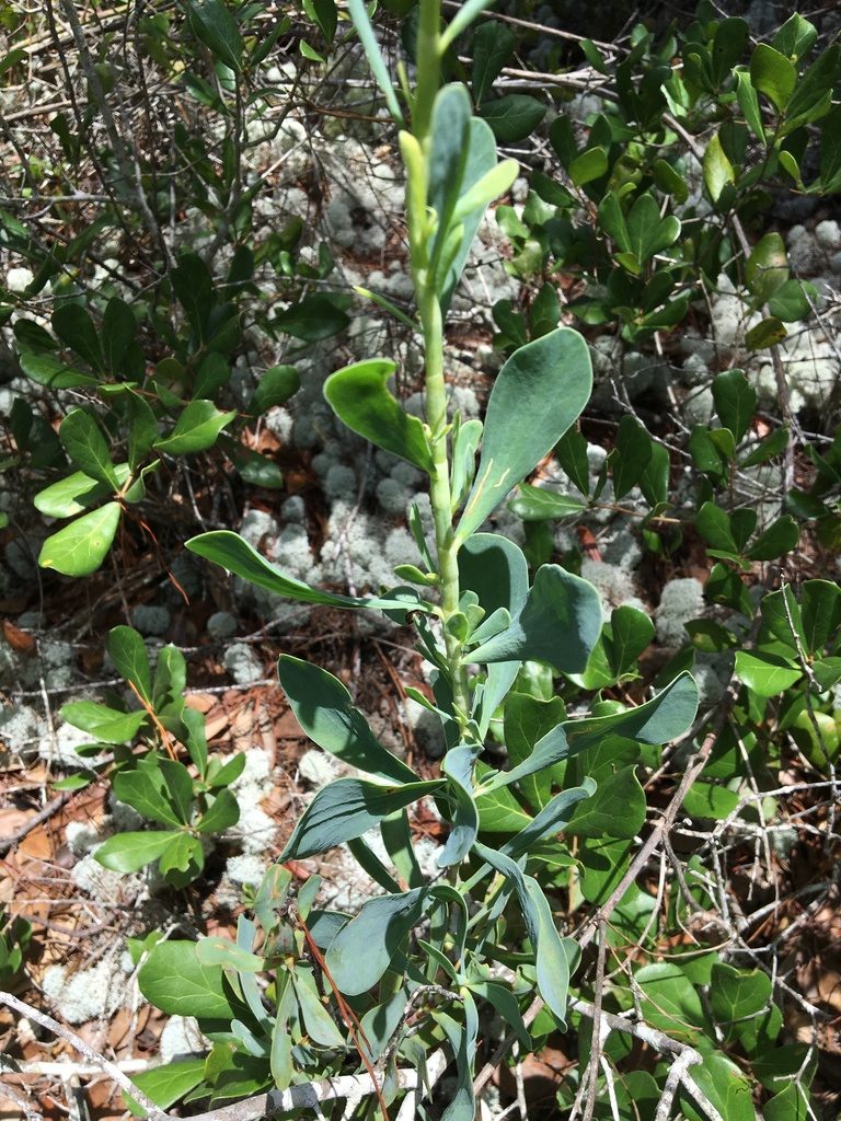 Polygonella macrophylla, photographed by Jessica