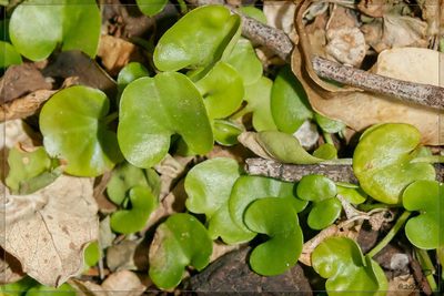 Dichondra microcalyx, photographed by RAP