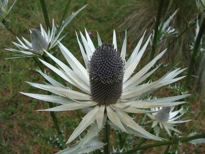 Eryngium proteiflorum, photographed by Alexis López Hernández