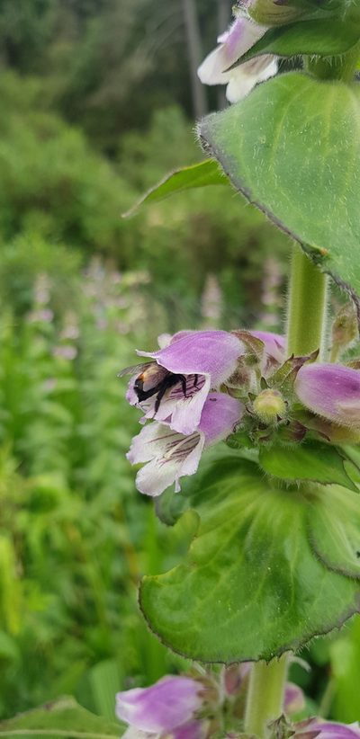 Penstemon perfoliatus, photographed by Eugenio Padilla
