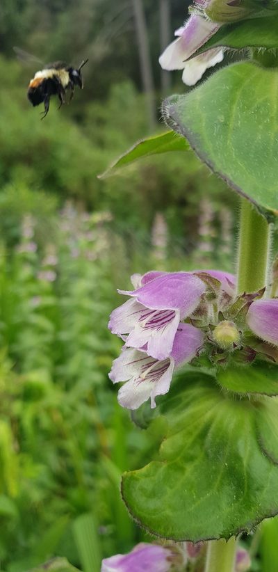 Penstemon perfoliatus, photographed by Eugenio Padilla