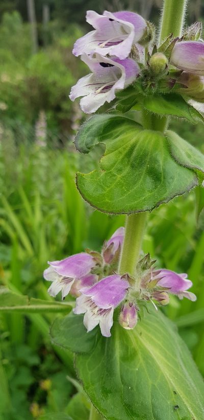 Penstemon perfoliatus, photographed by Eugenio Padilla