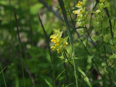 Rhinanthus glacialis, photographed by carnifex
