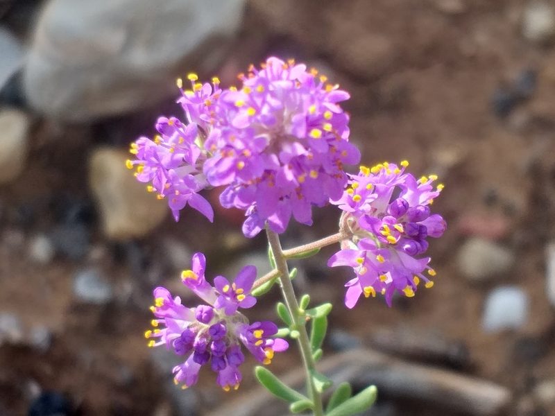 Selago albida, photographed by kevin koen