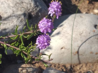 Selago albida, photographed by kevin koen