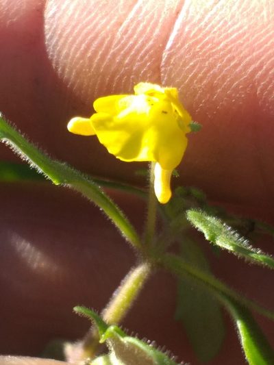 Hemimeris gracilis, photographed by kevin koen