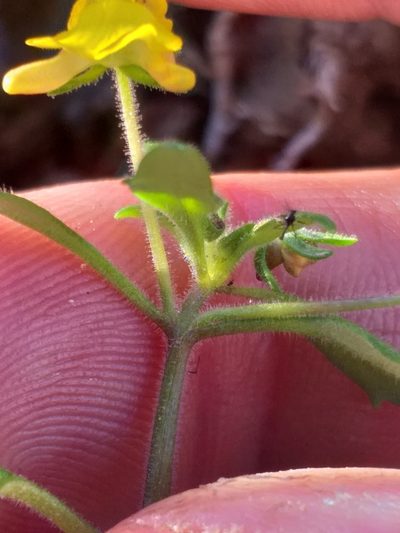 Hemimeris gracilis, photographed by kevin koen