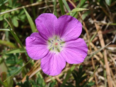 Geranium potentillifolium, photographed by Alexis López Hernández