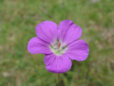 Geranium potentillifolium, photographed by Alexis López Hernández