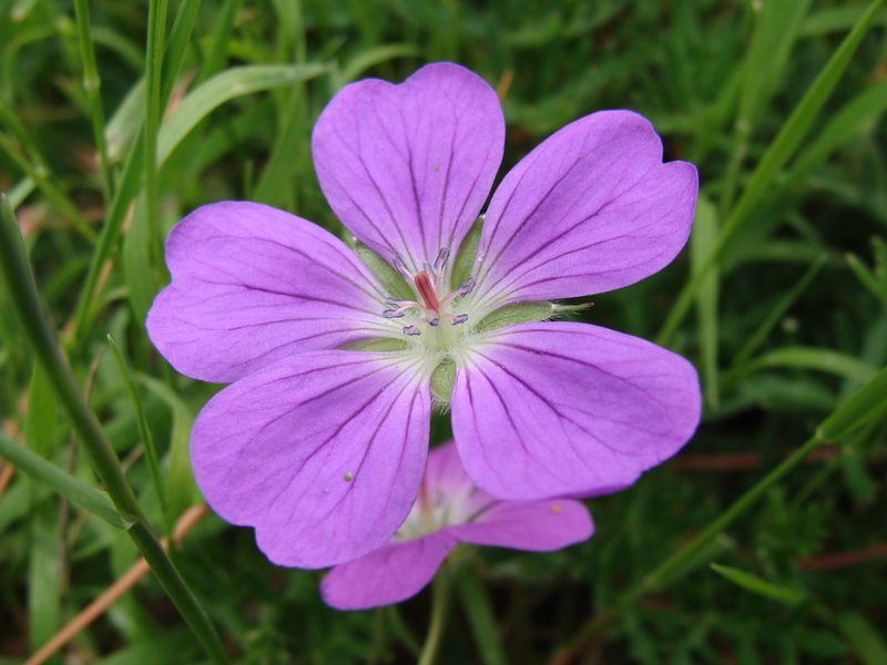 Geranium potentillifolium, photographed by Alexis López Hernández