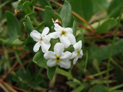 Lithospermum distichum, photographed by Alexis López Hernández