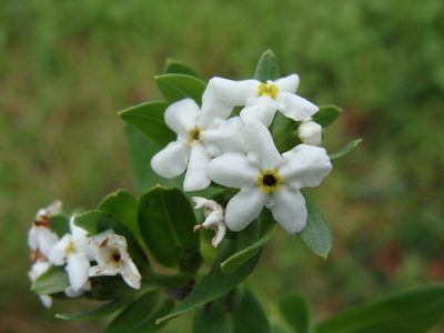 Lithospermum distichum, photographed by Alexis López Hernández