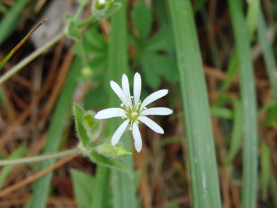 Stellaria cuspidata, photographed by Alexis López Hernández