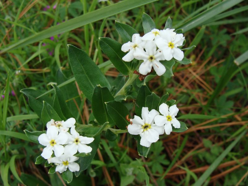 Lithospermum distichum, photographed by Alexis López Hernández