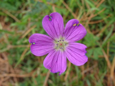 Geranium potentillifolium, photographed by Alexis López Hernández