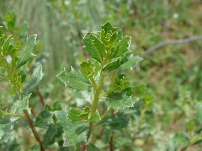 Baccharis conferta, photographed by Alexis López Hernández