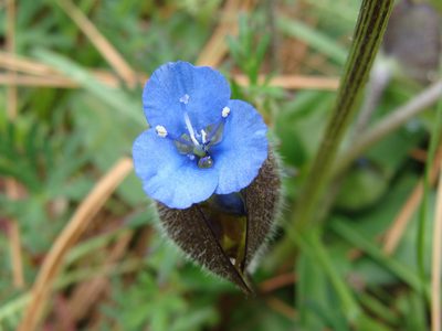 Commelina elliptica, photographed by Alexis López Hernández