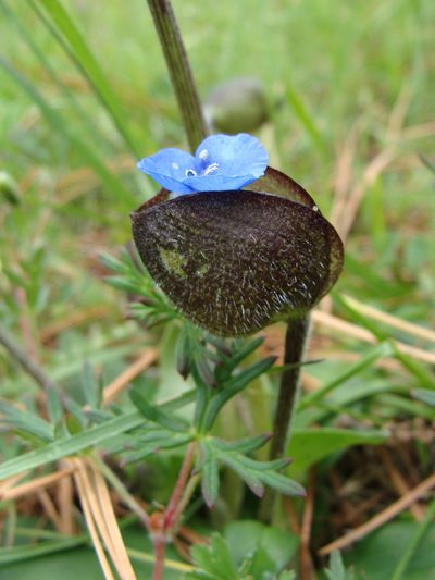 Commelina elliptica, photographed by Alexis López Hernández