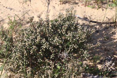 Phylica parviflora, photographed by Tony Rebelo