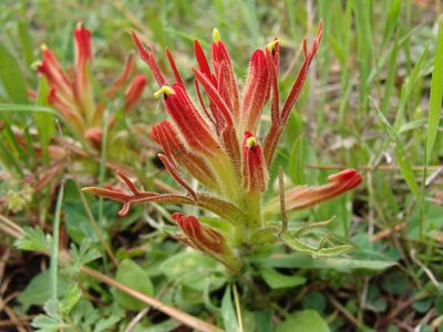 Castilleja moranensis, photographed by Alexis López Hernández