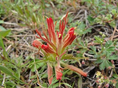 Castilleja moranensis, photographed by Alexis López Hernández