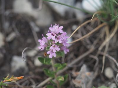 Thymus glabrescens, photographed by carnifex