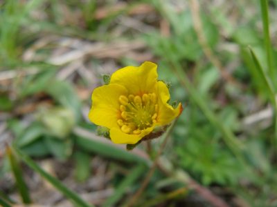 Potentilla candicans, photographed by Alexis López Hernández