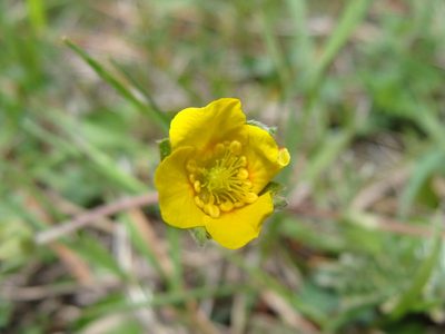 Potentilla candicans, photographed by Alexis López Hernández