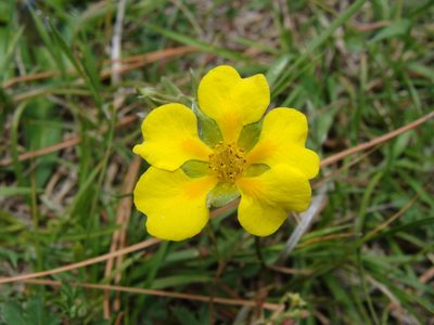 Potentilla candicans, photographed by Alexis López Hernández