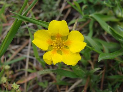 Potentilla candicans, photographed by Alexis López Hernández