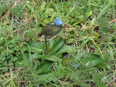 Commelina elliptica, photographed by Alexis López Hernández