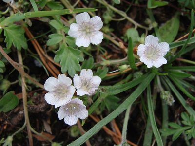 Phacelia platycarpa, photographed by Alexis López Hernández