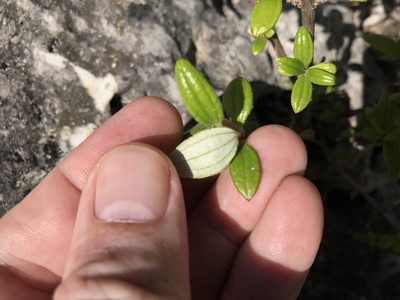 Philadelphus texensis, photographed by Alan Weakley