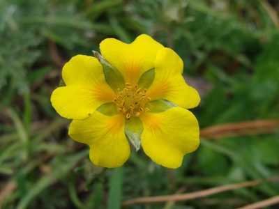 Potentilla candicans, photographed by Alexis López Hernández