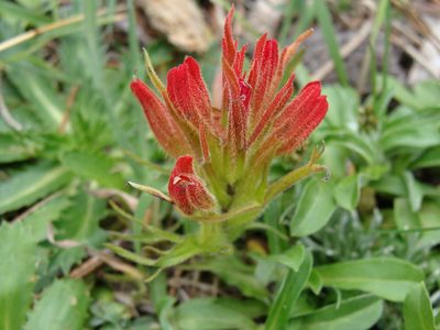 Castilleja moranensis, photographed by Alexis López Hernández
