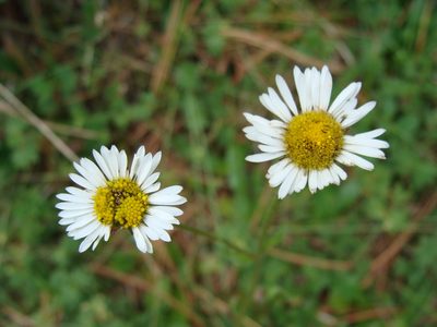 Astranthium xanthocomoides, photographed by Alexis López Hernández
