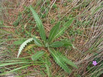 Cirsium ehrenbergii, photographed by Alexis López Hernández