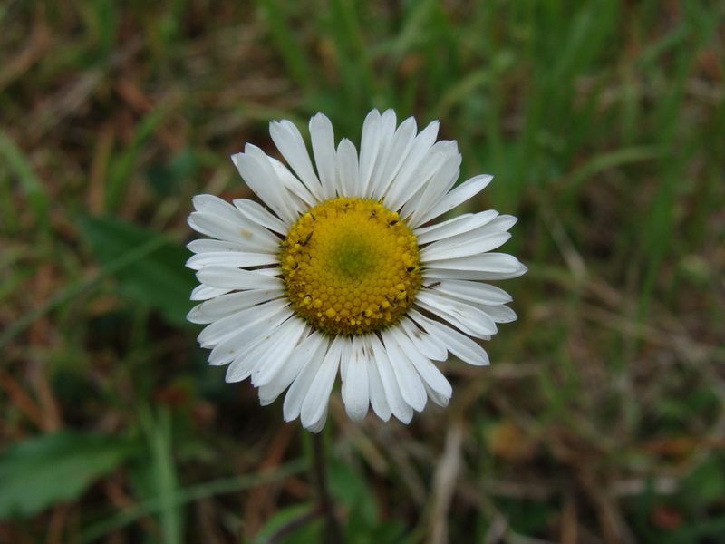 Astranthium xanthocomoides, photographed by Alexis López Hernández